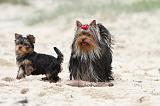 YORKSHIRE TERRIER 047